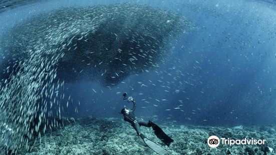 Freediving Philippines