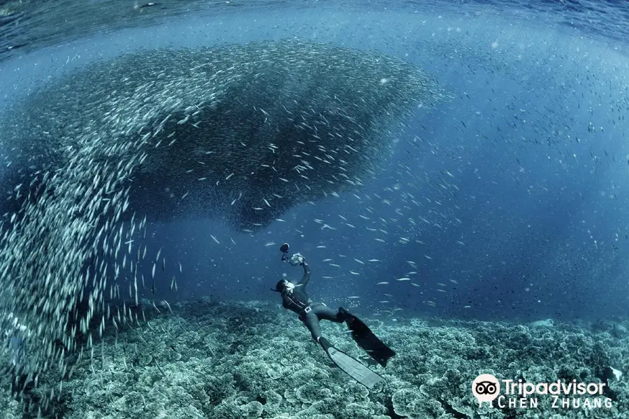 Freediving Philippines