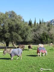 Donkey Rescue Center