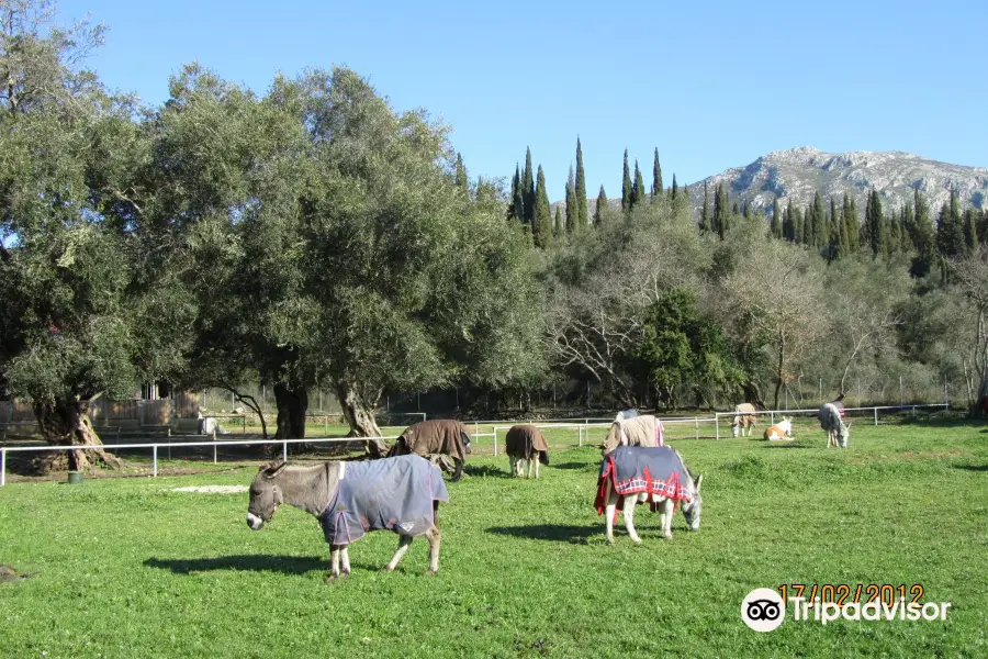 Donkey Rescue Center