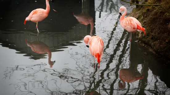 Amazona Zoo