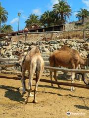 Camello Safari Duna Oasis