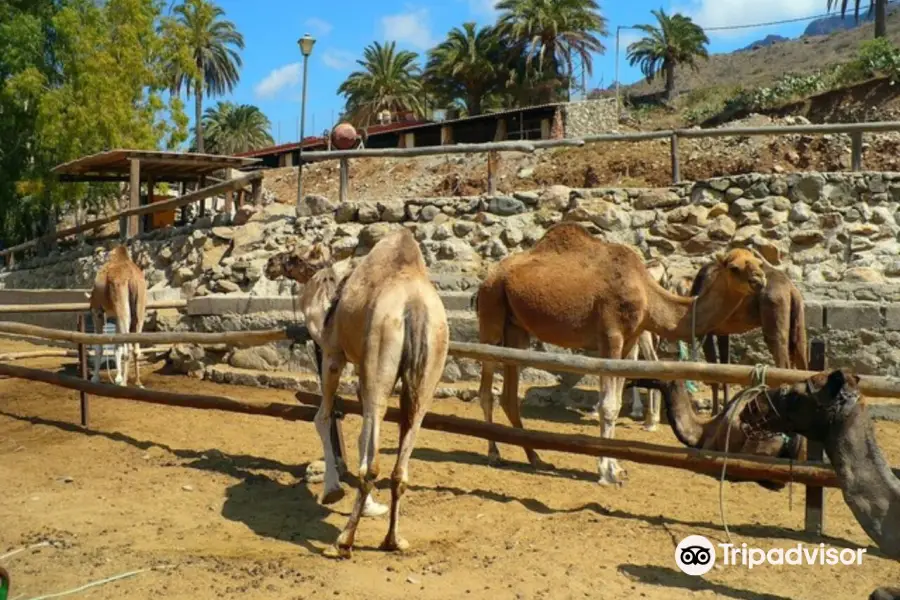 Centro tour cammelli Maspalomas