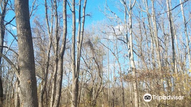 Bernadette Morales Nature Preserve