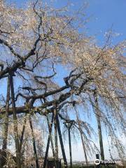 奥山田のしだれ桜