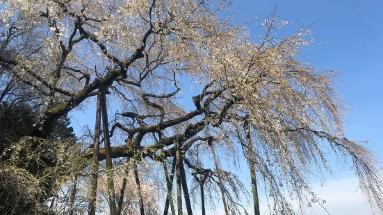 Okuyamada weeping cherry tree