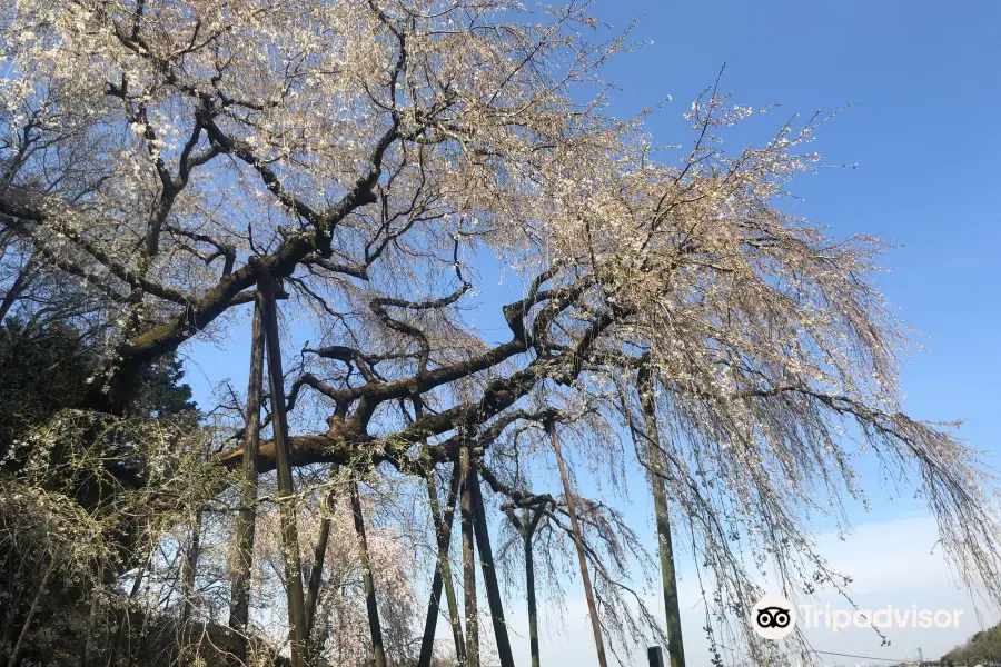 Okuyamada weeping cherry tree