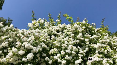 The Rose Garden of Provins