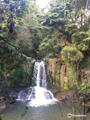 Waiau Falls and Kauri Grove Lookout Walk