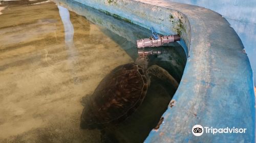 Ahungalla Sea Turtles Conservation And Research Center