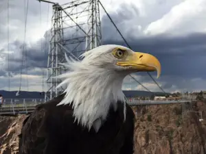 Royal Gorge Mountain Park