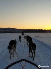 Svedjekojan in Swedish Lapland