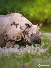 Kaziranga National Park