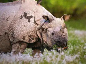 Kaziranga National Park