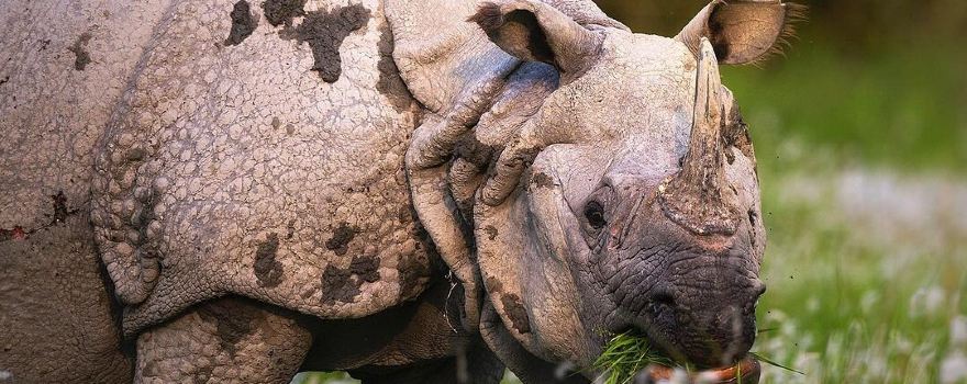 Kaziranga National Park