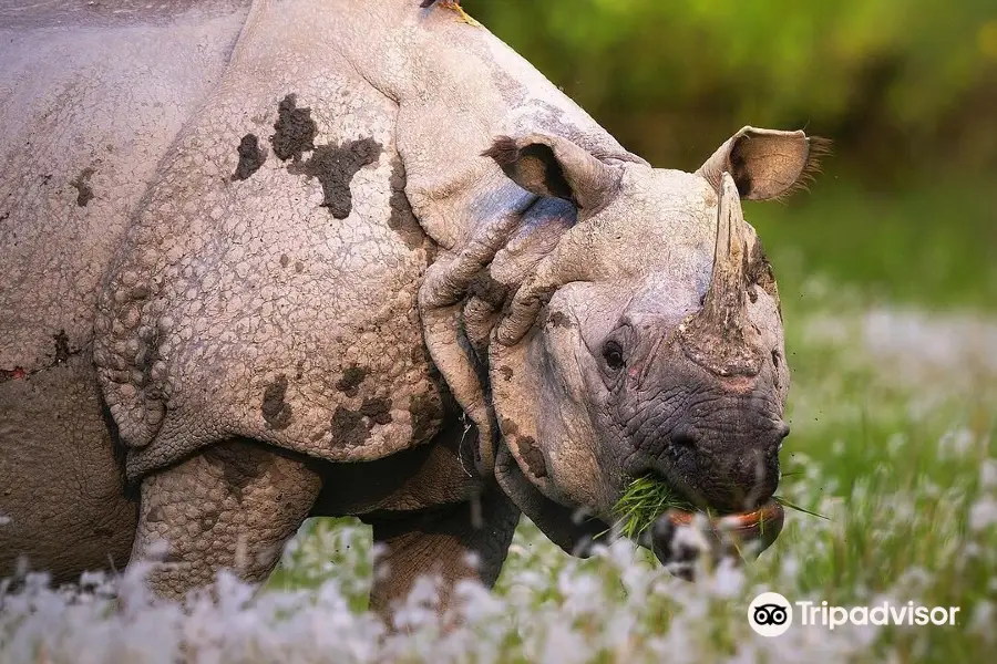 Kaziranga National Park