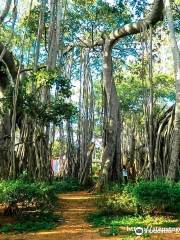 Big Banyan Tree