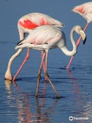 Riserva Naturale Orientata Saline di Priolo