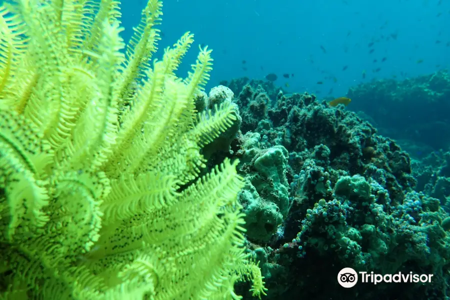 Ihasia Diving Bali