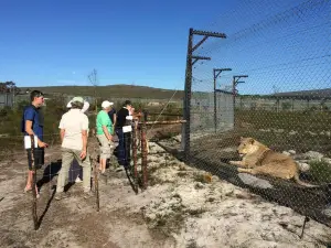 Panthera Africa Big Cat Sanctuary