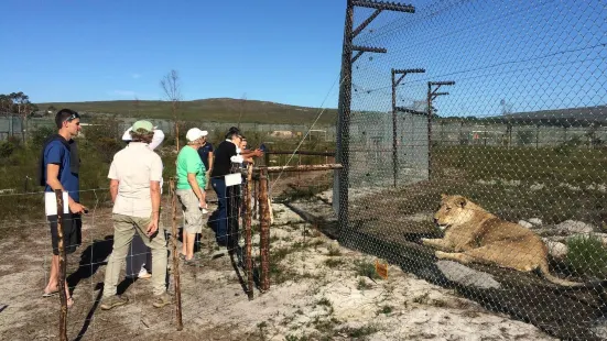 Panthera Africa Big Cat Sanctuary