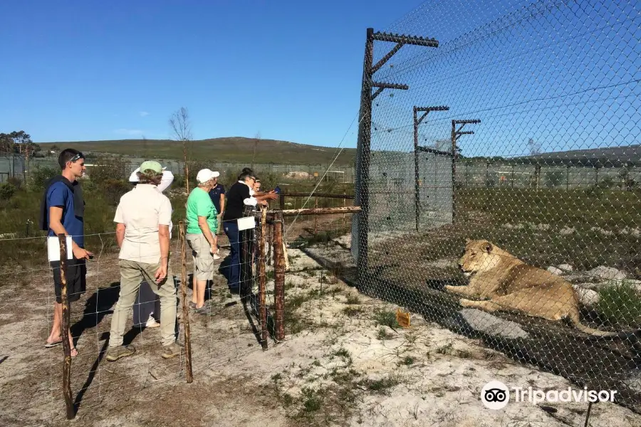 Panthera Africa Big Cat Sanctuary