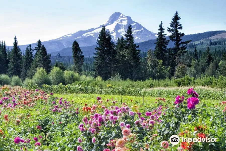 Mt. View Orchards