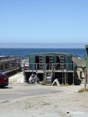 American Abalone Farms