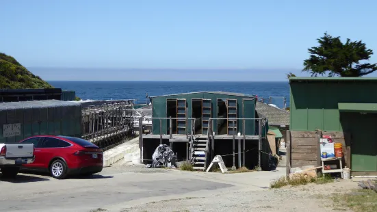 American Abalone Farms