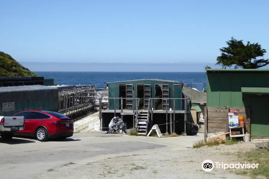 American Abalone Farms