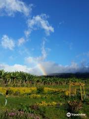 Maui Nui Farms Farmers Market