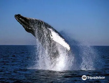 Thunder Jet Whale Watching