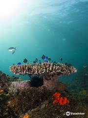 Byron Bay Dive Centre