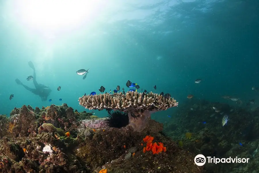 Byron Bay Dive Centre