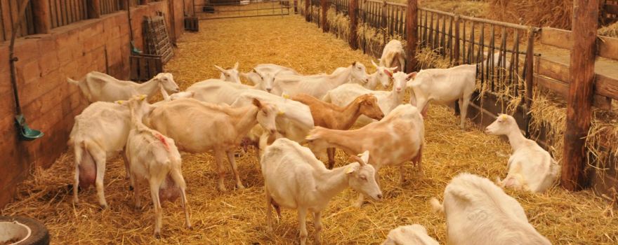 Chevrerie-Fromagerie Lefort