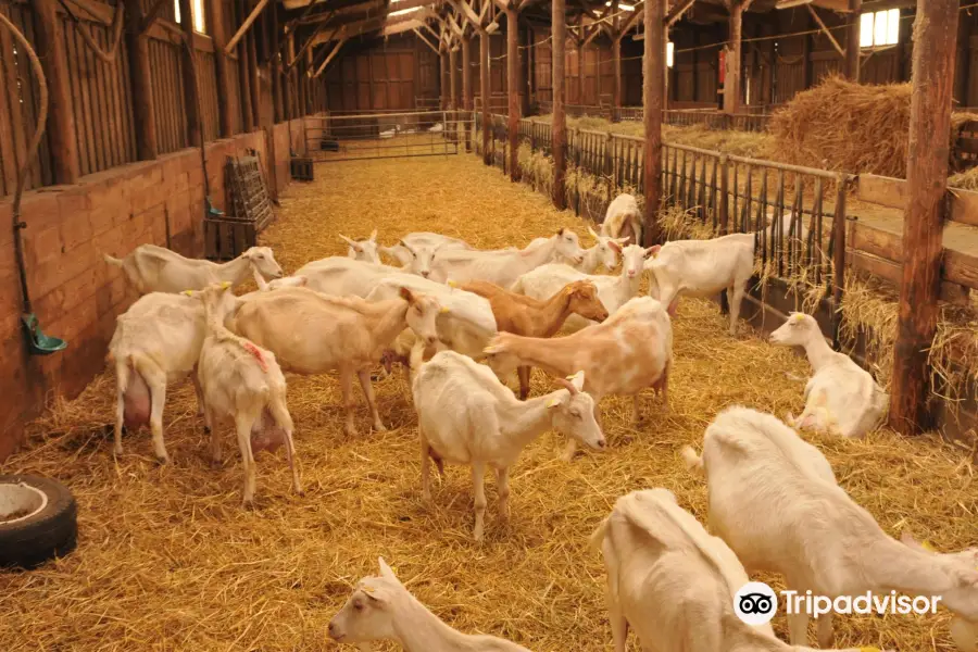 Chevrerie-Fromagerie Lefort