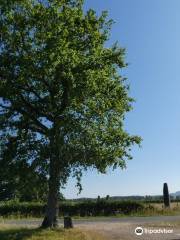 Menhirs dÉpoigny