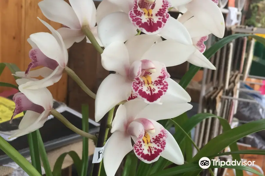 Marvellous Orchid (Lynnwood)