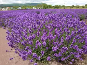 北海道立鄂霍次克流冰公園