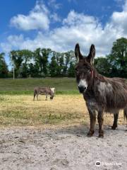 The Donkey Sanctuary