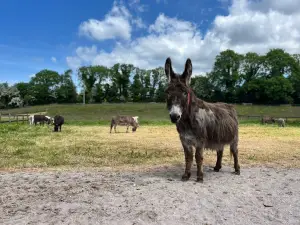 The Donkey Sanctuary Ireland