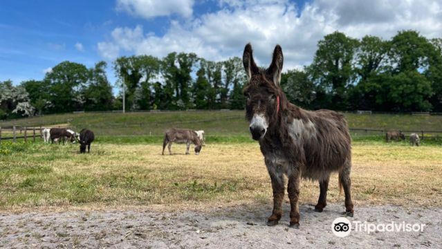 The Donkey Sanctuary Ireland