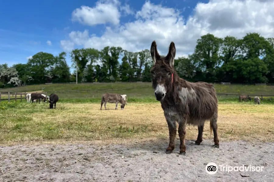 The Donkey Sanctuary Ireland