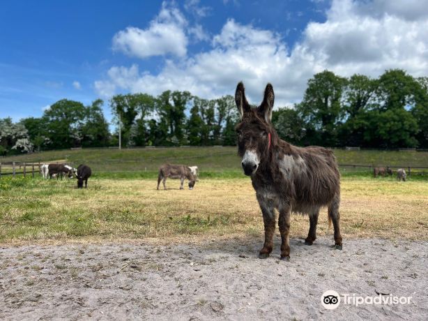 The Donkey Sanctuary Ireland