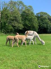 Natterjack Alpacas