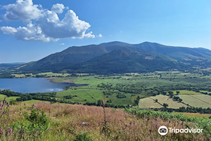 Whinlatter Forest