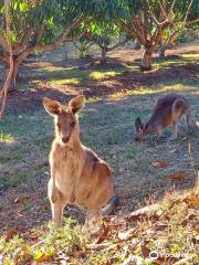 Horizons Kangaroo Sanctuary