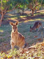 Horizons Kangaroo Sanctuary & Camp Ground