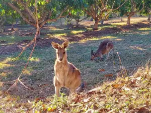 Horizons Kangaroo Sanctuary