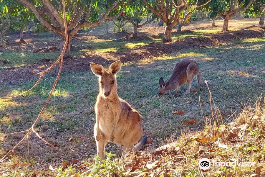Horizons Kangaroo Sanctuary & Camp Ground
